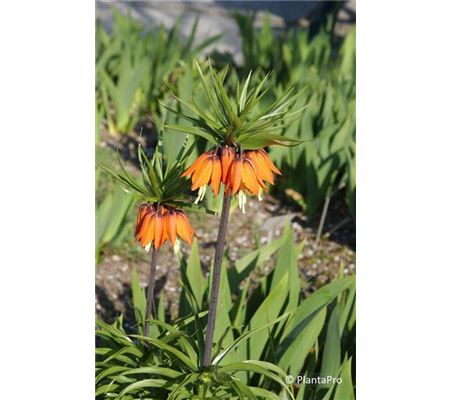 Fritillaria imperialis 'Orange Beauty' Fritillaria imperialis 'Orange Beauty'