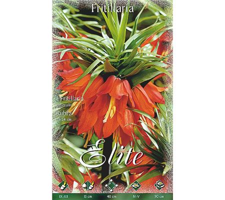 Fritillaria imperialis 'Rubra'