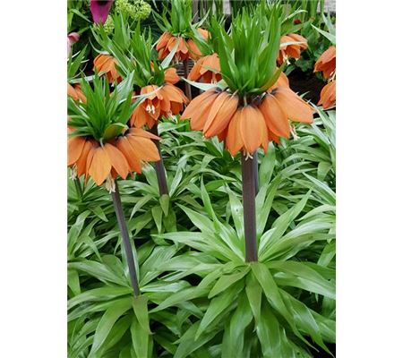 Fritillaria imperialis 'William Rex'