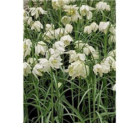Fritillaria meleagris 'Alba' 