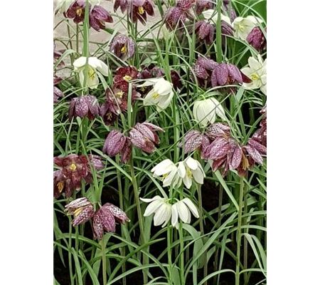 Fritillaria meleagris Mischung Fritillaria meleagris Mischung