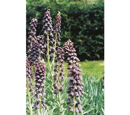 Fritillaria persica 'Adiyaman' 