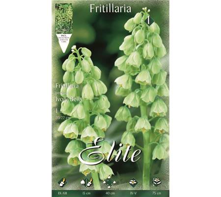 Fritillaria persica 'Ivory Bells' 