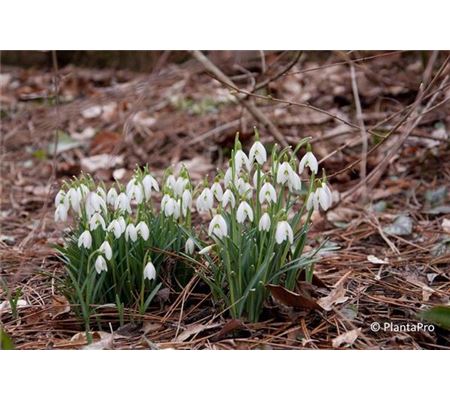 Galanthus nivalis ssp. nivalis 