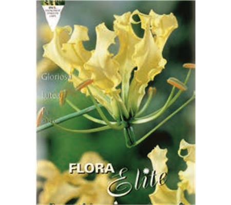 Gloriosa lutea