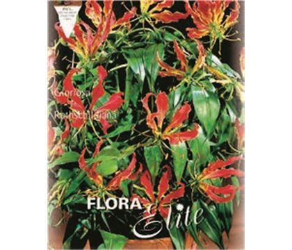 Gloriosa rothschildiana