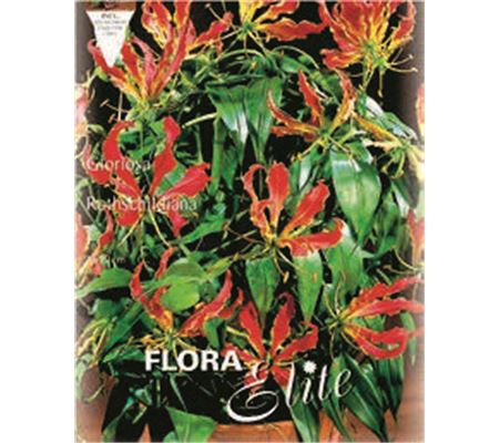 Gloriosa rothschildiana