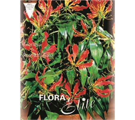 Gloriosa rothschildiana