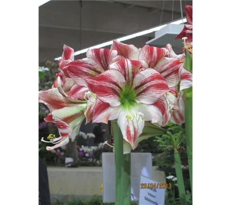 Hippeastrum Ambiance Hippeastrum Ambiance
