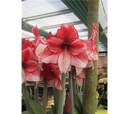Hippeastrum Charisma  Hippeastrum Charisma