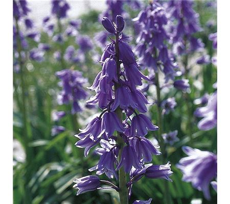 Hyacinthoides hispanica 'Excelsior'