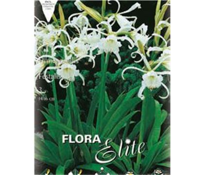 Hymenocallis (syn. Ismene) 'Festalis'