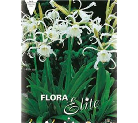 Hymenocallis (syn. Ismene) 'Festalis'