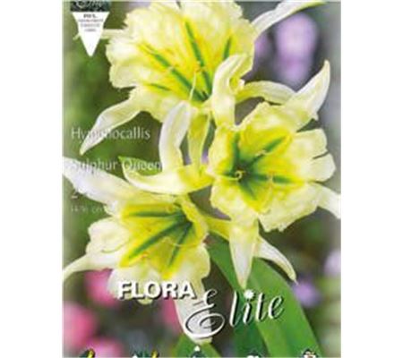 Hymenocallis festalis 'Sulphur Queen'