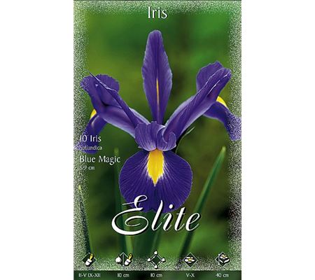 Iris hollandica 'Blue Magic'
