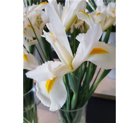 Iris hollandica 'White Excelsior' 