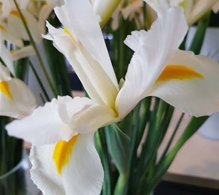 Iris hollandica 'White Excelsior' 