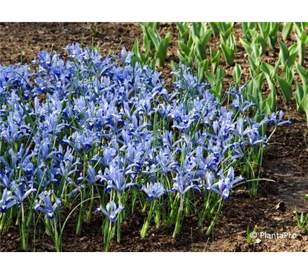 Iris reticulata