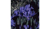 Iris