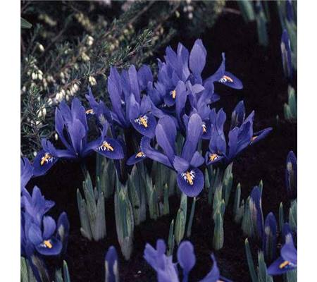 Iris reticulata