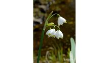 Knotenblume