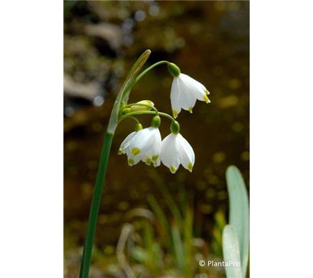 Leucojum aestivum