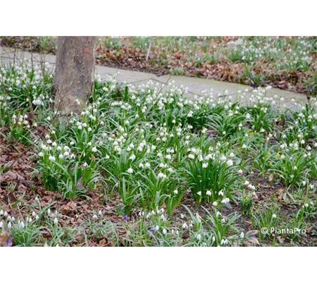 Leucojum vernum