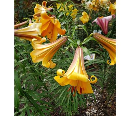 Lilium 'African Queen'