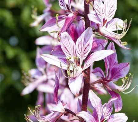 Diptam – Der brennende Busch im Garten Diptam – Der brennende Busch im Garten