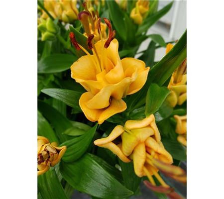 Lilium 'Apricot Fudge' Lilium 'Apricot Fudge'