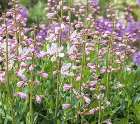 Diptam – wenn eine Pflanze Feuer fängt Diptam – wenn eine Pflanze Feuer fängt