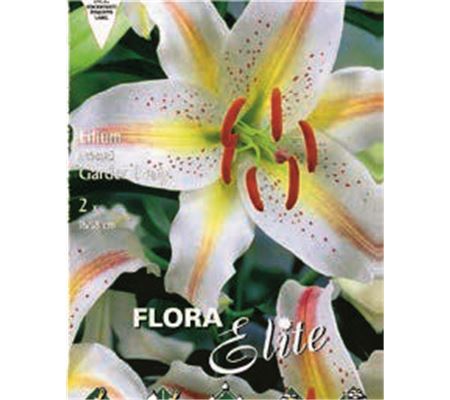 Lilium 'Garden Party' Lilium 'Garden Party'