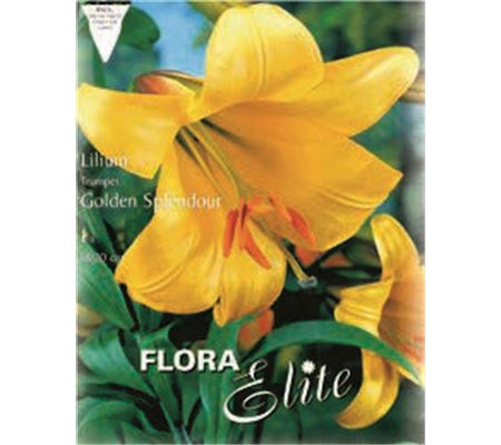 Lilium 'Golden Splendour'