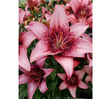 Lilium 'Purple Dream'