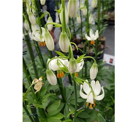 Lilium 'Snowy Morning'