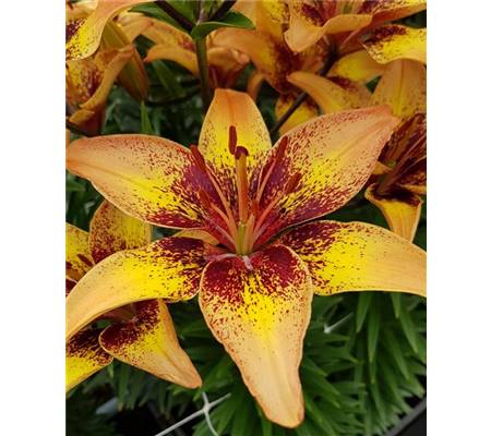 Lilium 'Tribal Dance'
