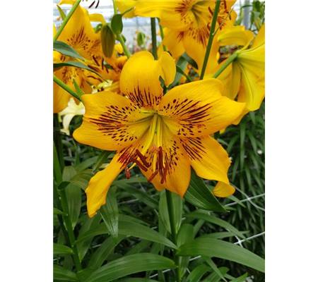 Lilium 'Yellow Bruse'