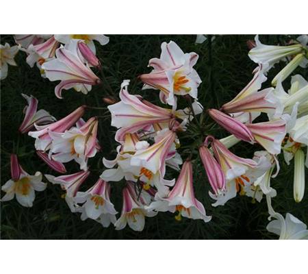 Lilium regale
