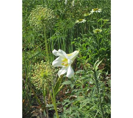 Lilium regale 'Album'