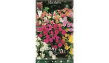 Wunderblume