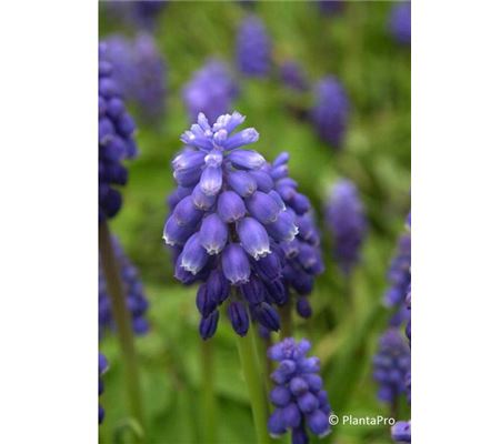 Muscari armeniacum