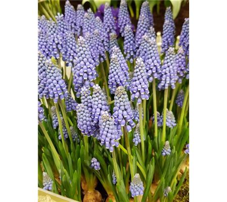 Muscari armeniacum 'Big Smile'