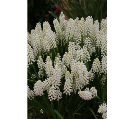 Muscari botryoides 'Album' 