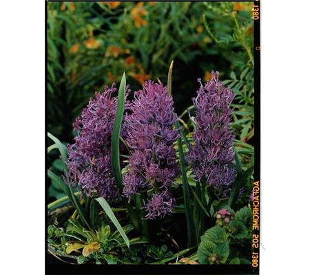 Muscari comosum Plumosum