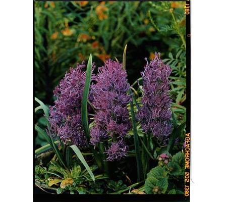 Muscari comosum Plumosum