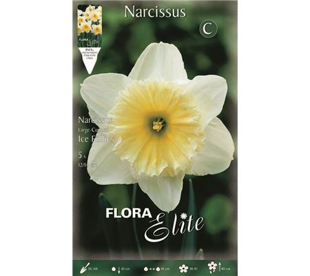 Narcissus 'Ice Follies'