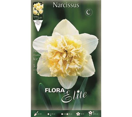 Narcissus 'Ice King'