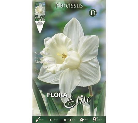 Narcissus 'Mount Hood' Narcissus 'Mount Hood'