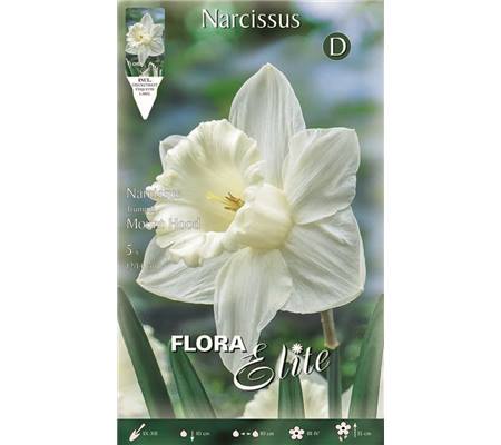 Narcissus 'Mount Hood'