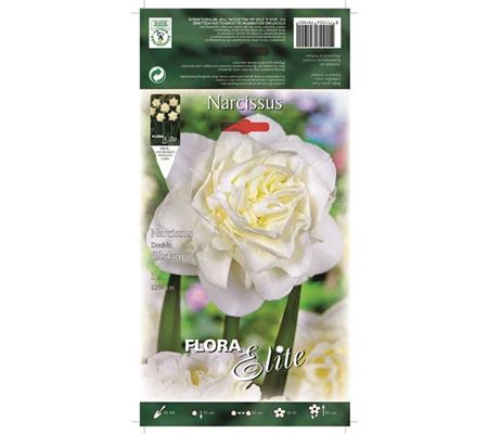 Narcissus 'Obdam' Narcissus 'Obdam'